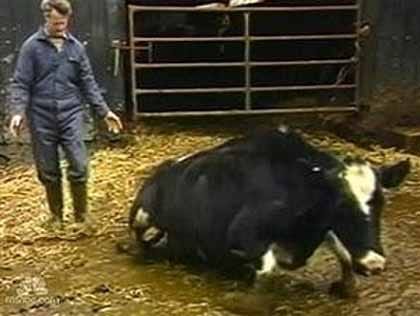 Export aus englischen Zoos in afrikanische Länder und in Gebiete am persischen Golf