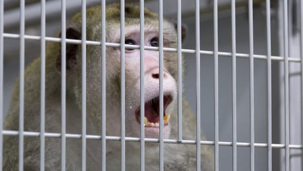 Human Immunodeficiency viruses in monkeys and apish immunodeficiency viruses in human beings